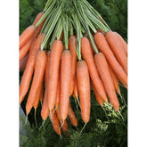 Hectarul - Seminte Morcov PRESTO F1 VILMORIN 25000 seminte